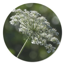 Autocollants blancs de fleur sauvage de dentelle
