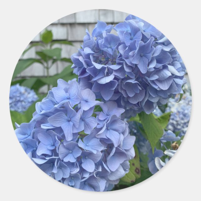 Autocollants Blue Hydrangeas (Hydrangea macrophyll (Devant)