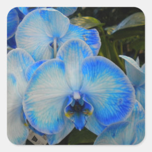 Autocollants Blue Mystique Orchid II