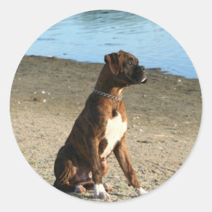 Autocollants Brindle de chiot de boxeur