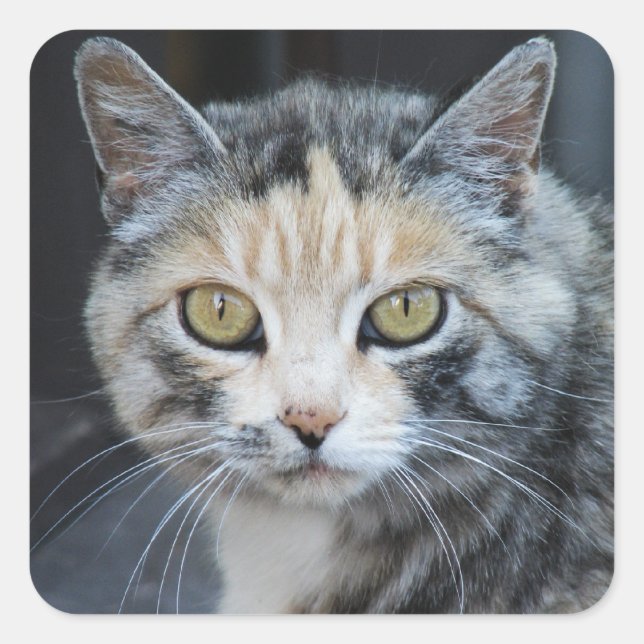 Autocollants Calico Cat (Devant)