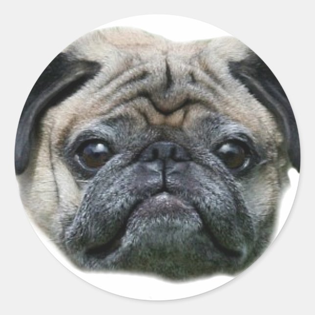 Autocollants carlin Dog (Devant)