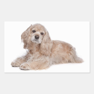 Autocollants Chien Chiot Cocker Spaniel