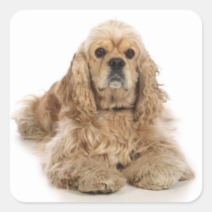 Autocollants Chien Chiot Cocker Spaniel