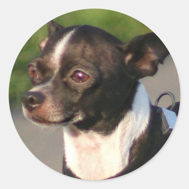 Autocollants Chihuahua (Devant)