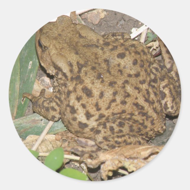 Autocollants communs européens pour crapaud (Devant)