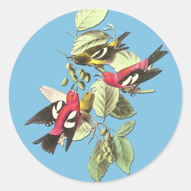 Autocollants d'art aux oiseaux audubon à ailes bla (Devant)