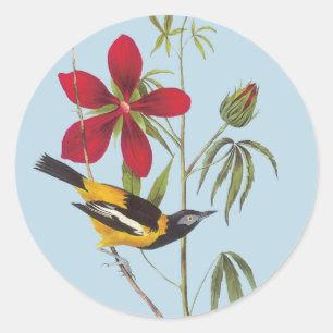 Autocollants d'art d'oiseaux Troupil Audubon