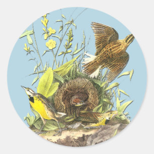 Autocollants d'art ornithologique Audubon Eastern 