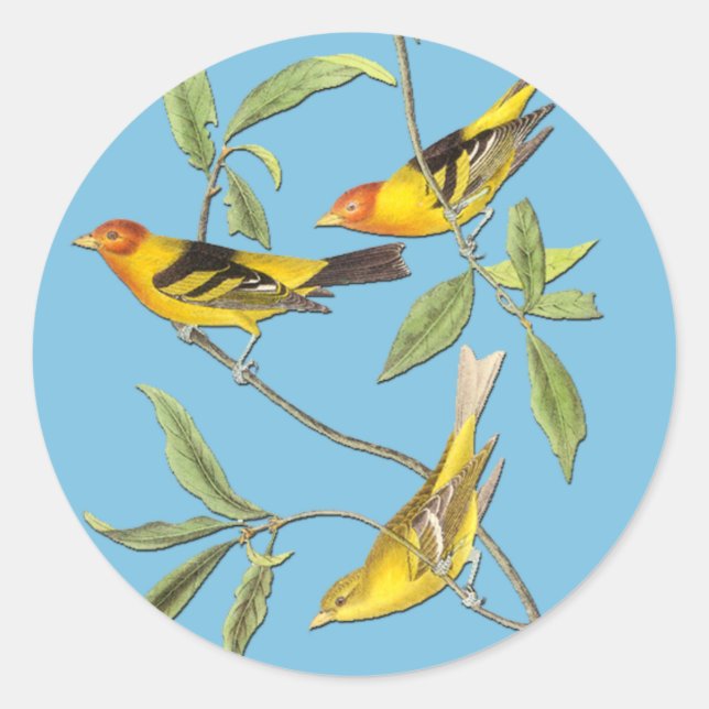 Autocollants d'art ornithologique Audubon Western  (Devant)