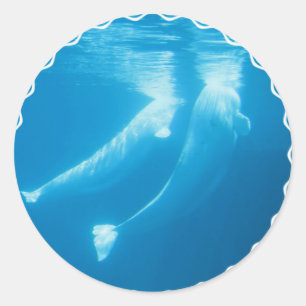 Autocollants de baleines de beluga