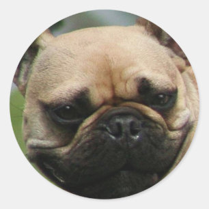Autocollants de bouledogue français