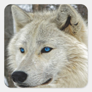 Autocollants de carré observés par bleu de loup
