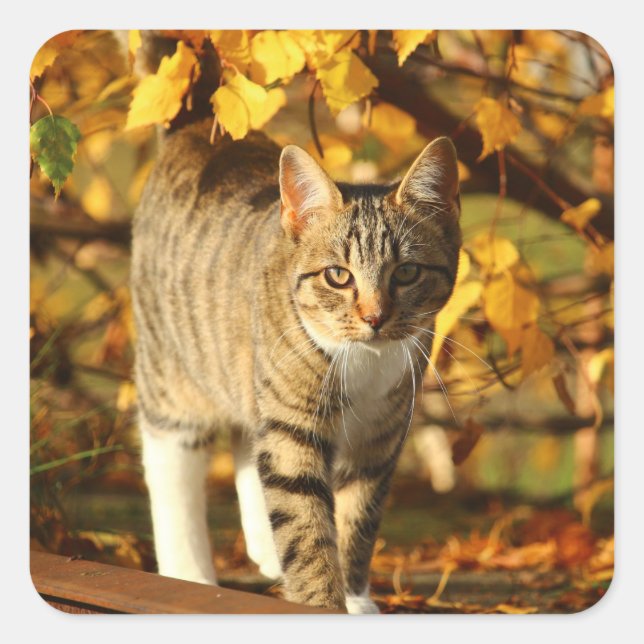autocollants de chat automne (Devant)