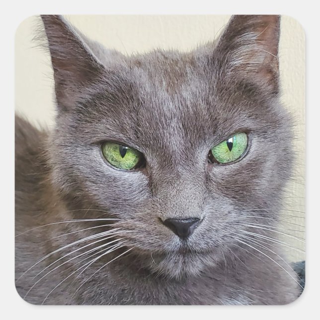 Autocollants de chat gris (Devant)