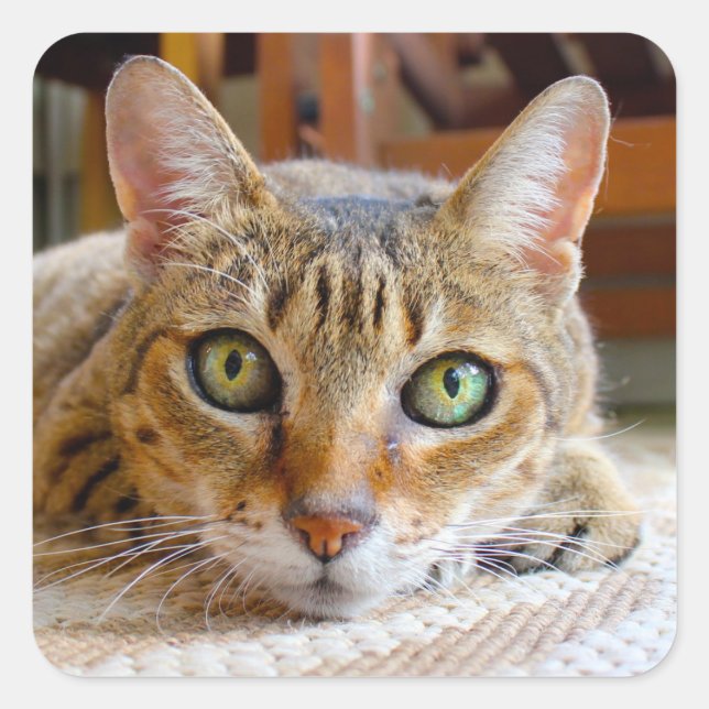Autocollants de chats mignons (Devant)