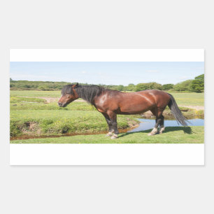 Autocollants de cheval