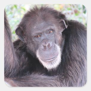 Autocollants de chimpanzé