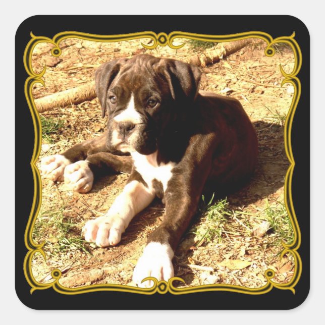 Autocollants de chiot de boîte (Devant)