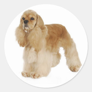 Autocollants de chiots Cocker Spaniel mignons