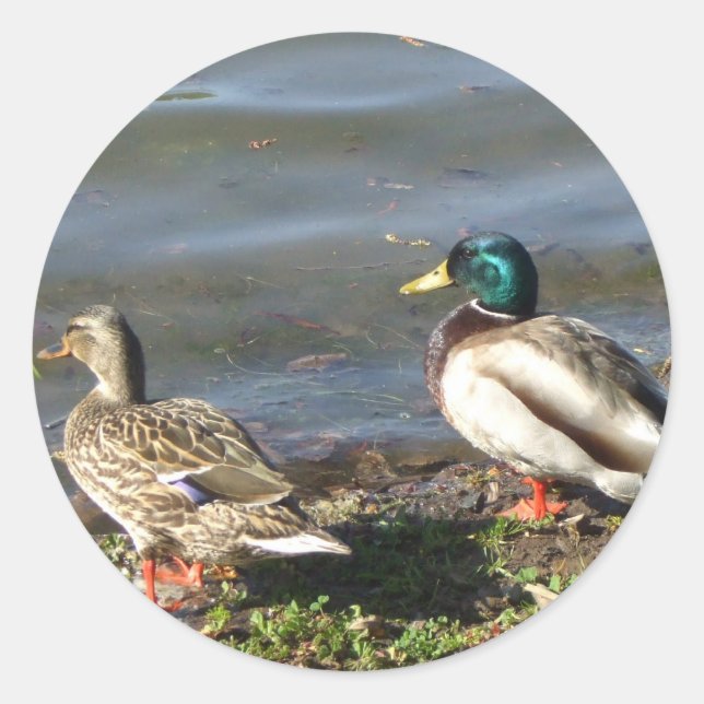 Autocollants de couple de canard de Mallard (Devant)