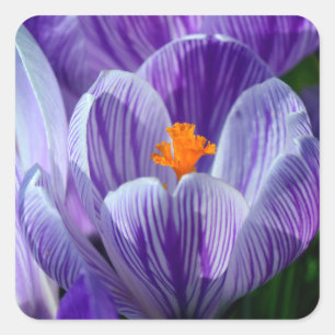 autocollants de crocus