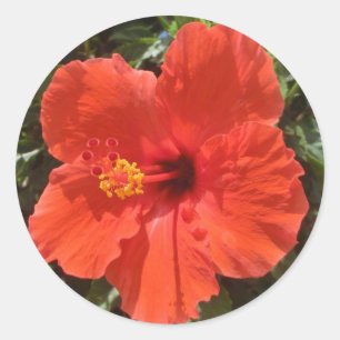 Autocollants de fleurs rouges Hawaii hibiscus