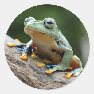 Autocollants de grenouille