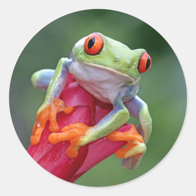 Autocollants de grenouille (Devant)