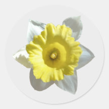 Autocollants de jonquille blanche