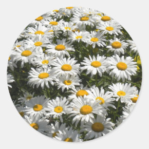 Autocollants de marguerites