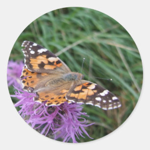 Autocollants de papillon