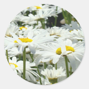 Autocollants de pâquerettes personnalisés Fleurs d