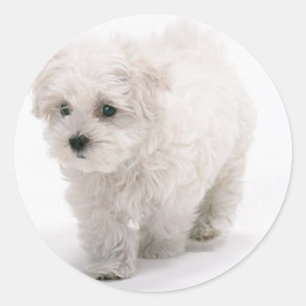 Autocollants de photo de Bichon Frise