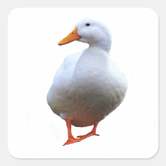 Autocollants de photo de canard (Devant)