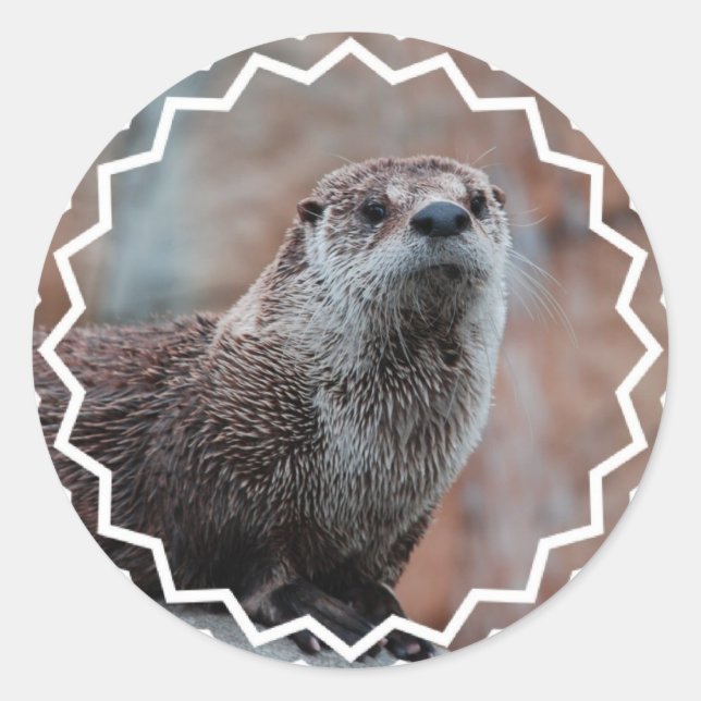 Autocollants de photo de loutre (Devant)