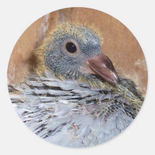 Autocollants de pigeon voyageur de bébé