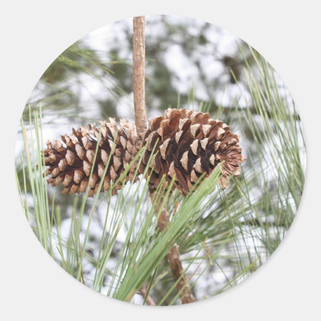 Autocollants de pin (Devant)