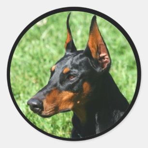 autocollants de pinscher de dobermann
