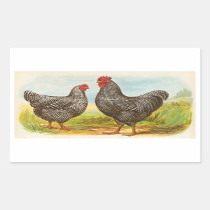 Autocollants de poulets de Plymouth Rock barrés