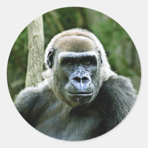 Autocollants de profil de gorille