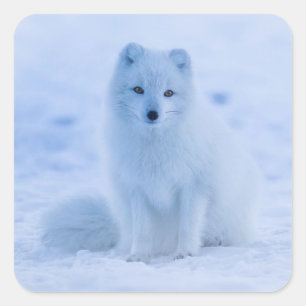 autocollants de renard arctique