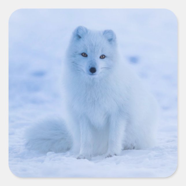 autocollants de renard arctique (Devant)