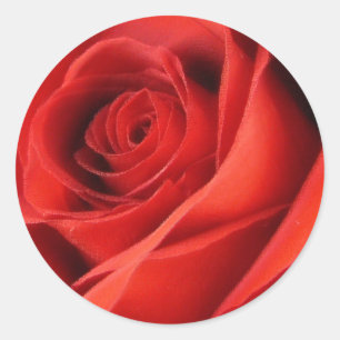 Autocollants de rose rouge