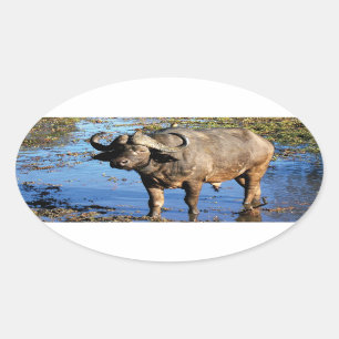 Autocollants de safari de Buffalo de cap grands 5