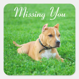 Autocollants de salutation Chien Pitbull Puppy Mis