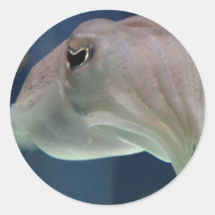 Autocollants de seiche