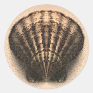 Autocollants de Shell