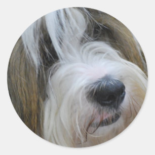 Autocollants de Terrier tibétain