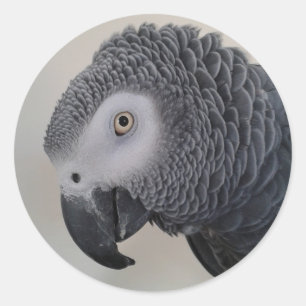 Autocollants de tête de perroquet de gris africai